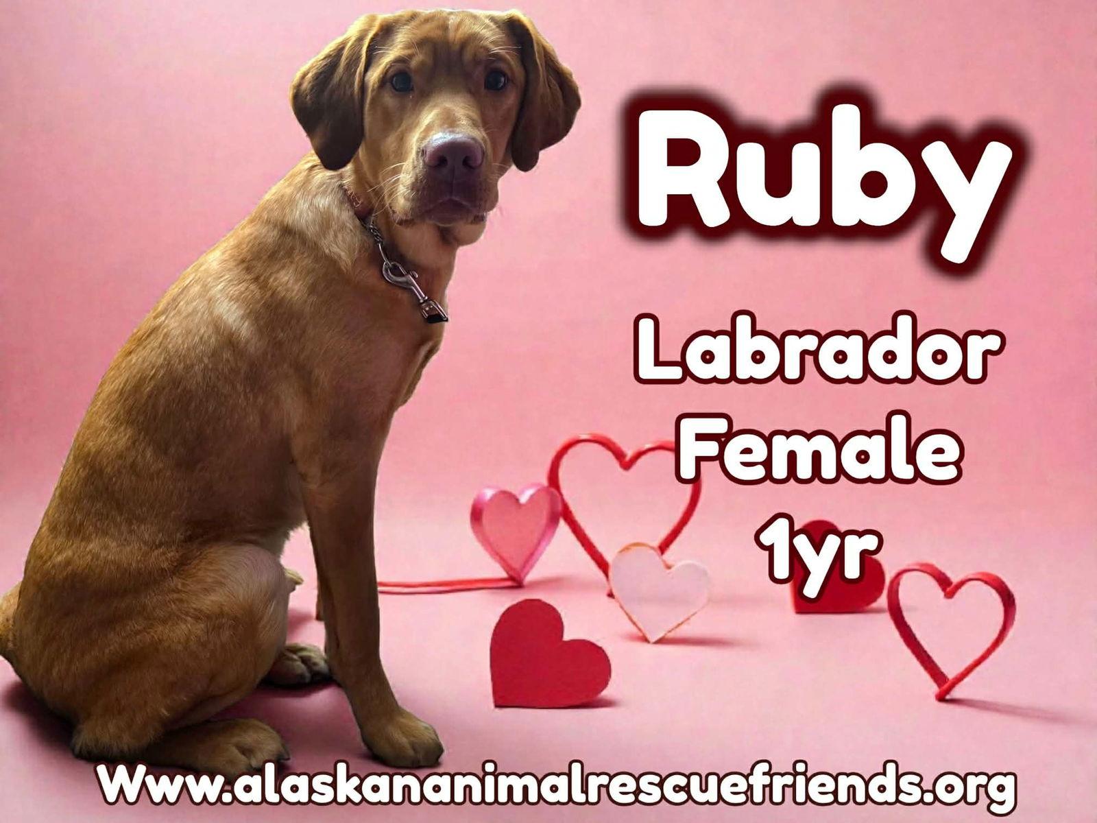 Ruby, Adopted, Adult Female Labrador Retriever.