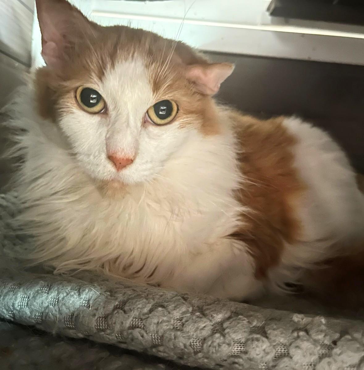 Lia, Adult Female Domestic Long Hair