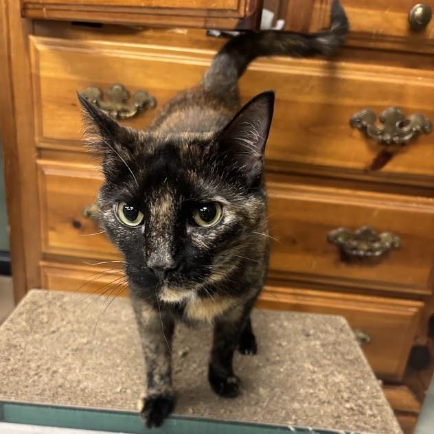 Kaylie, Adoptable, Senior Female Domestic Short Hair.