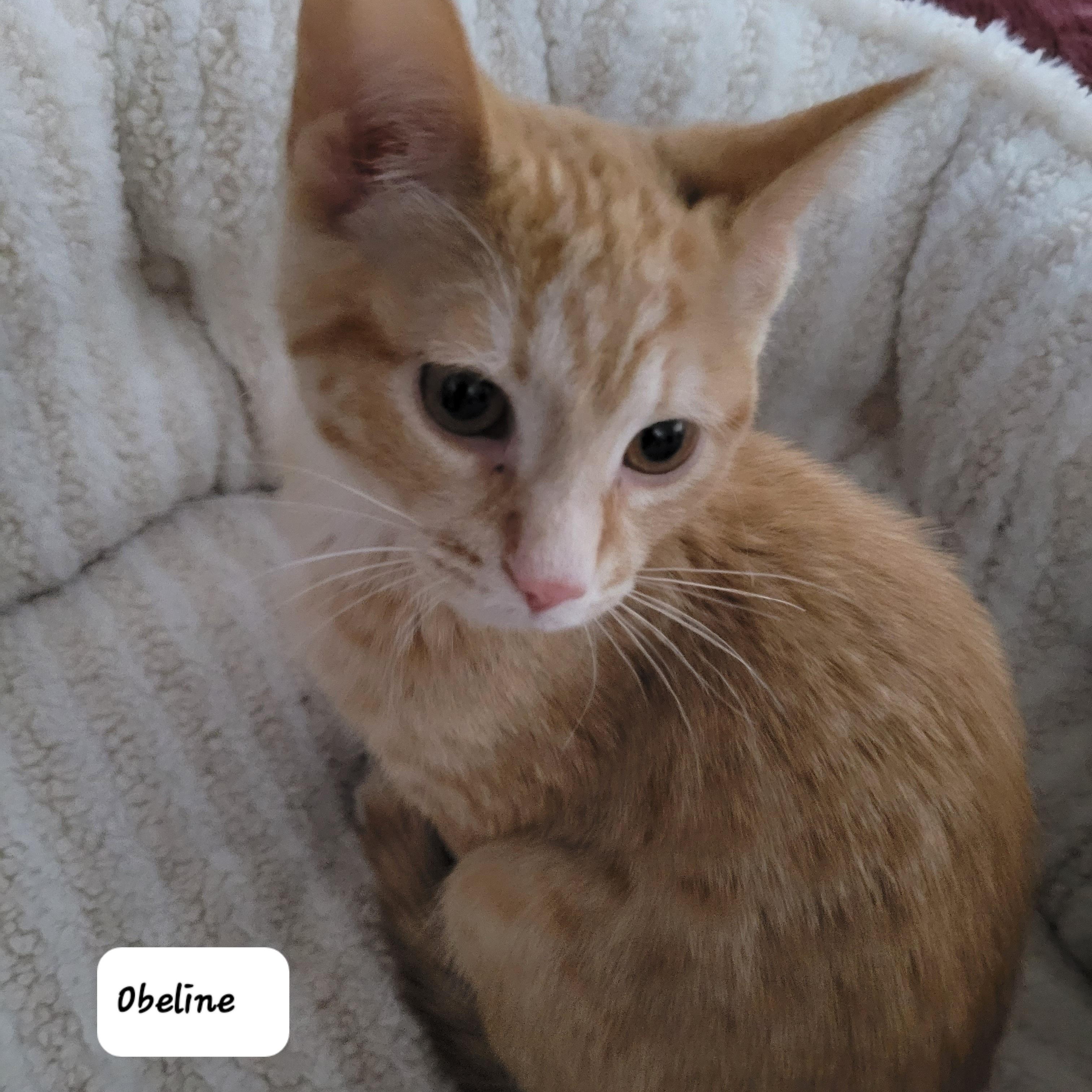 Obeline (f) red tabby , a ADOPTABLE Domestic Short Hair in Ottawa, ON image 2/6