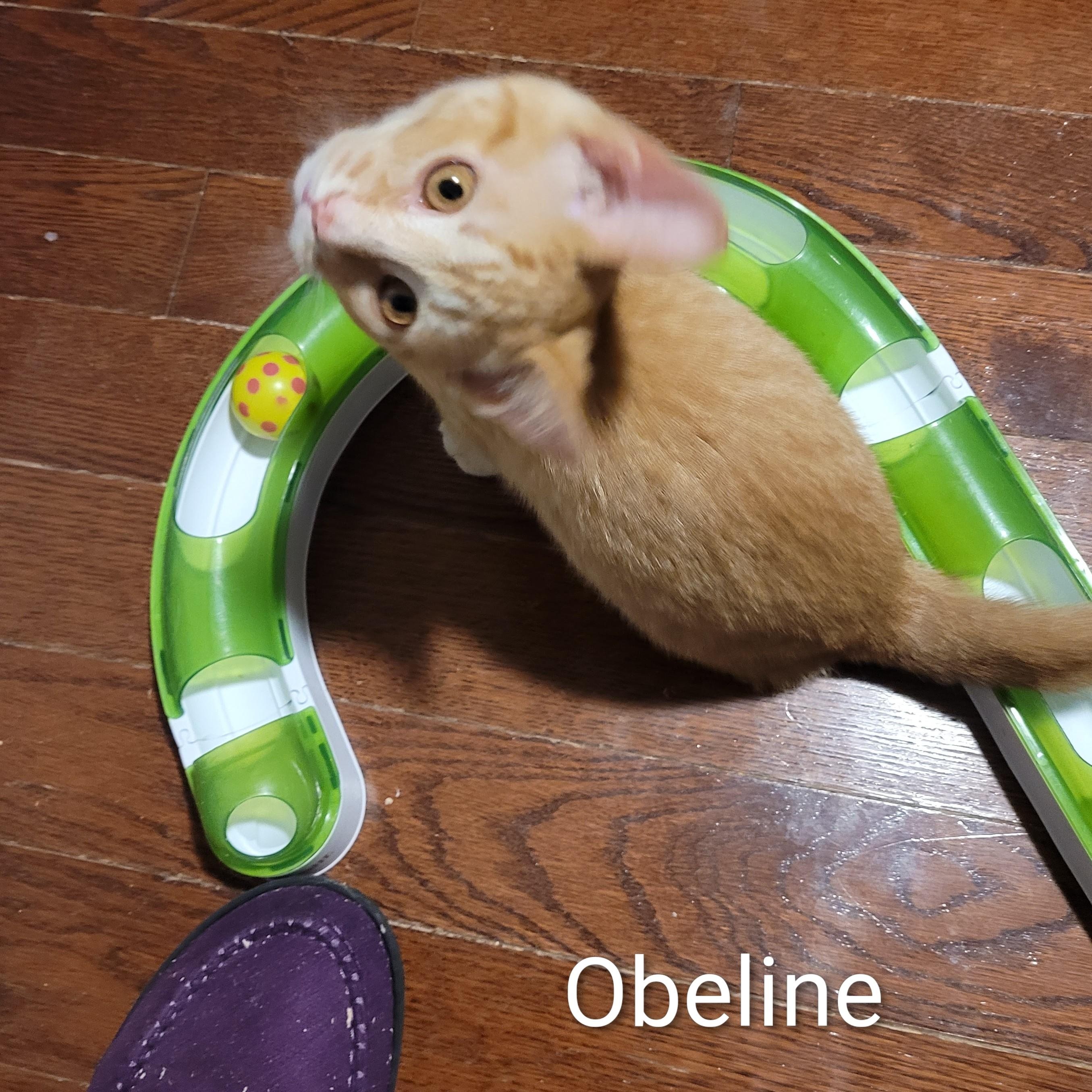 Obeline (f) red tabby , a ADOPTABLE Domestic Short Hair in Ottawa, ON image 6/6