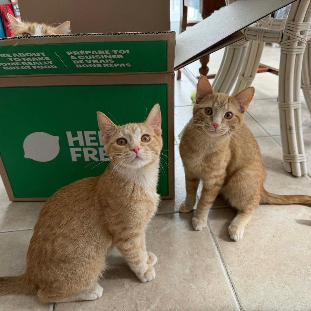 Obeline (f) & Ovie  red tabby 6mths old, ADOPTABLE, Young Female Domestic Short Hair.
