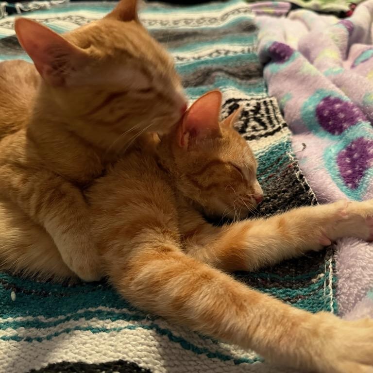 Enlarge Obeline (f) & Ovie  red tabby 6mths old, a ADOPTABLE Domestic Short Hair in Ottawa, ON image 2/6