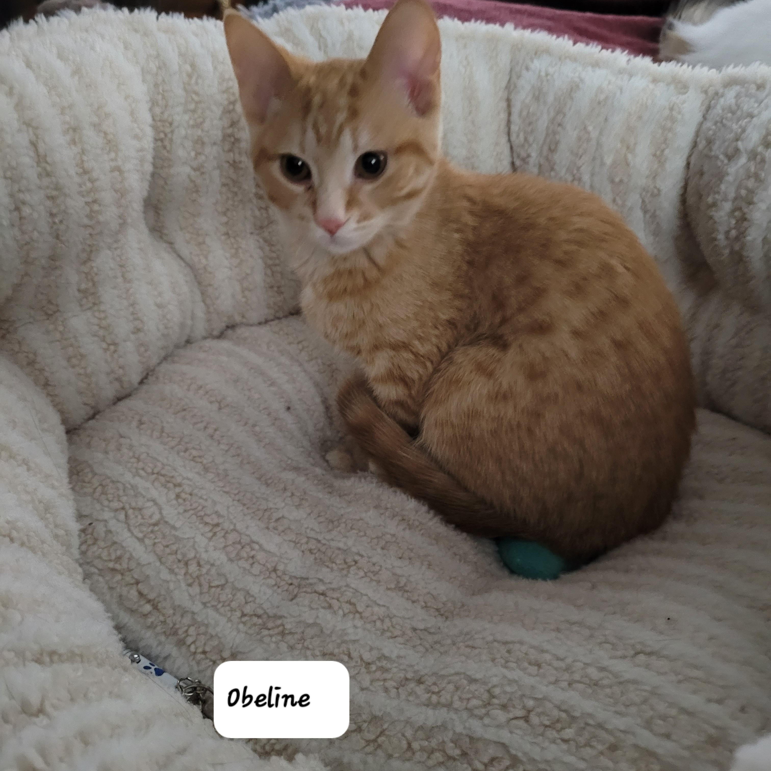 Obeline (f) red tabby , a ADOPTABLE Domestic Short Hair in Ottawa, ON image 1/6
