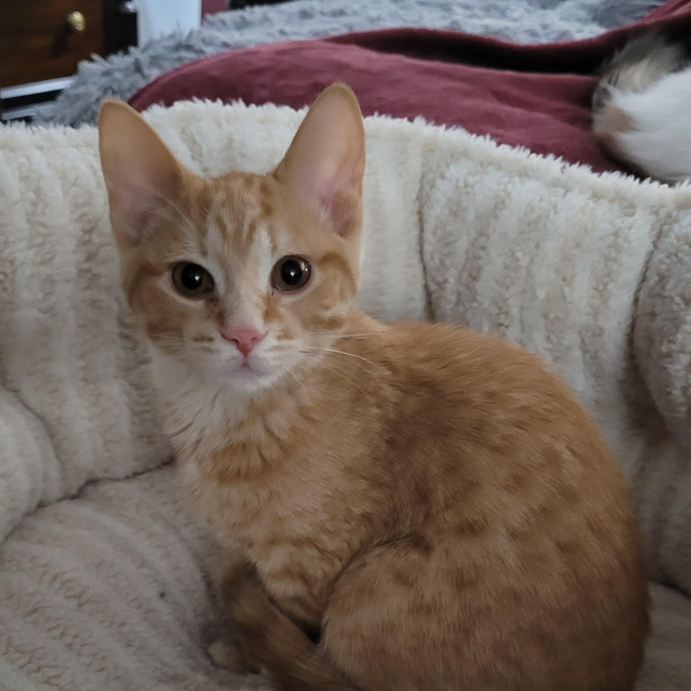 Enlarge Obeline (f) & Ovie  red tabby 6mths old, a ADOPTABLE Domestic Short Hair in Ottawa, ON image 4/6