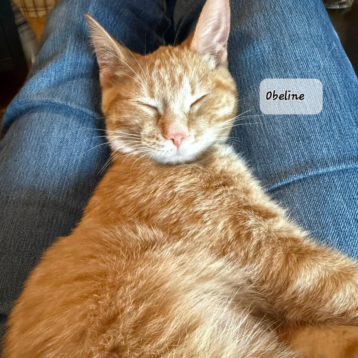 Enlarge Obeline (f) & Ovie  red tabby 6mths old, a ADOPTABLE Domestic Short Hair in Ottawa, ON image 3/6