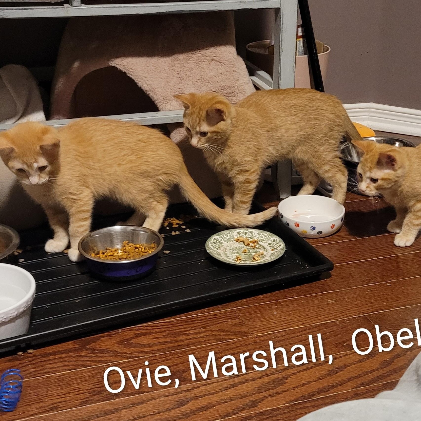 Obeline (f) red tabby , a ADOPTABLE Domestic Short Hair in Ottawa, ON image 4/6