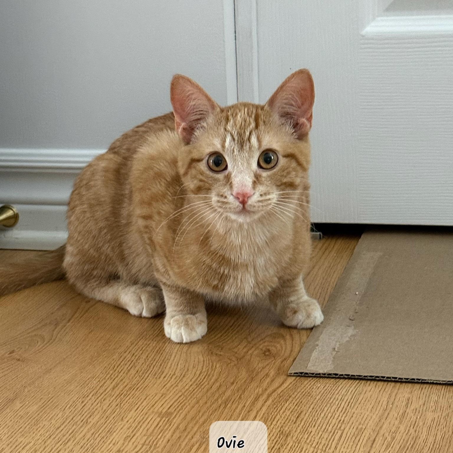 Enlarge Obeline (f) & Ovie  red tabby 6mths old, a ADOPTABLE Domestic Short Hair in Ottawa, ON image 6/6