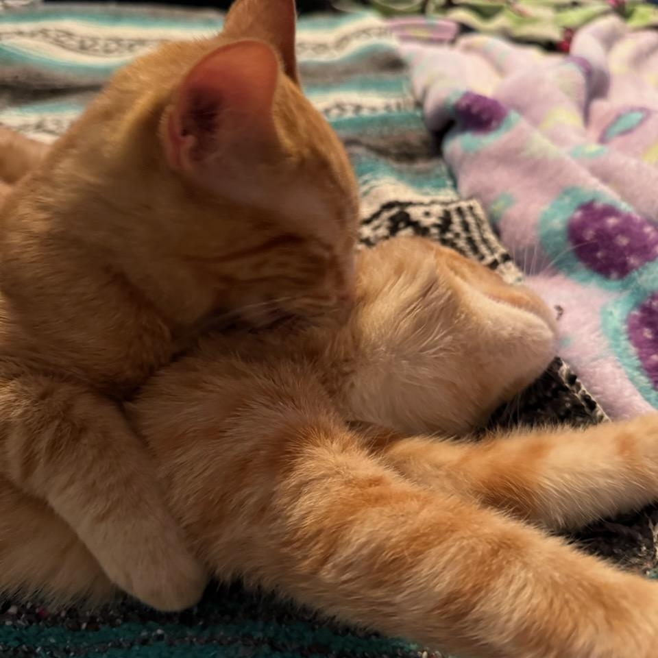 Enlarge Obeline (f) & Ovie  red tabby 6mths old, a ADOPTABLE Domestic Short Hair in Ottawa, ON image 5/6