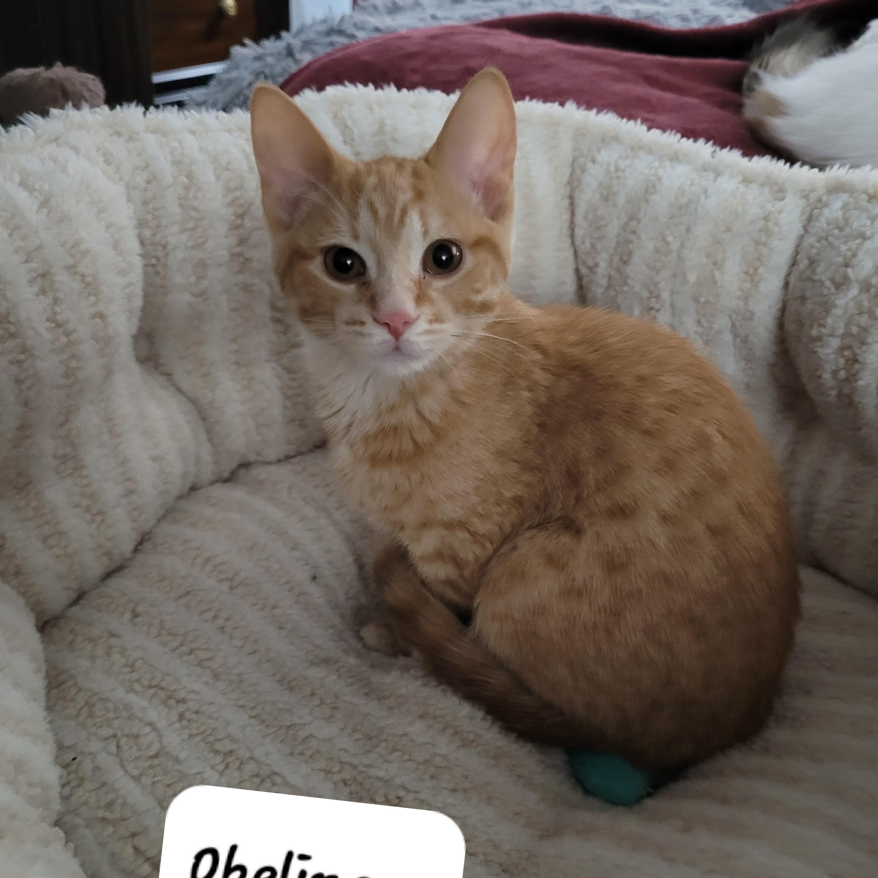 Obeline (f) red tabby , a ADOPTABLE Domestic Short Hair in Ottawa, ON image 5/6