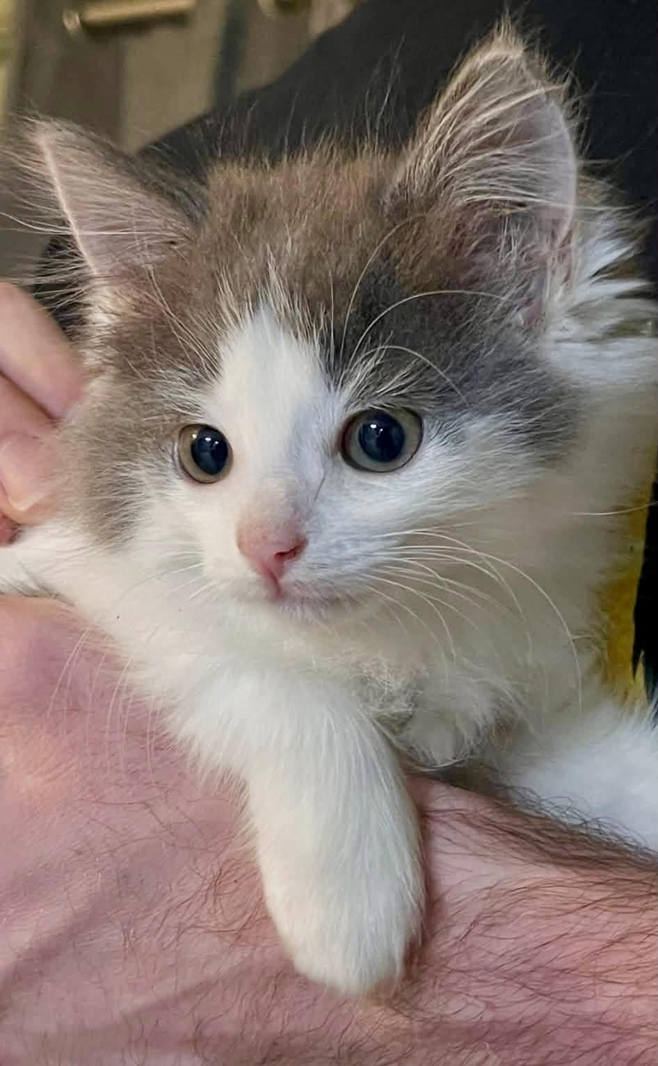 Garth, Adopted, Young Male Domestic Medium Hair.