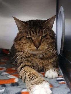 Tony, Adoptable, Adult Male Domestic Short Hair.