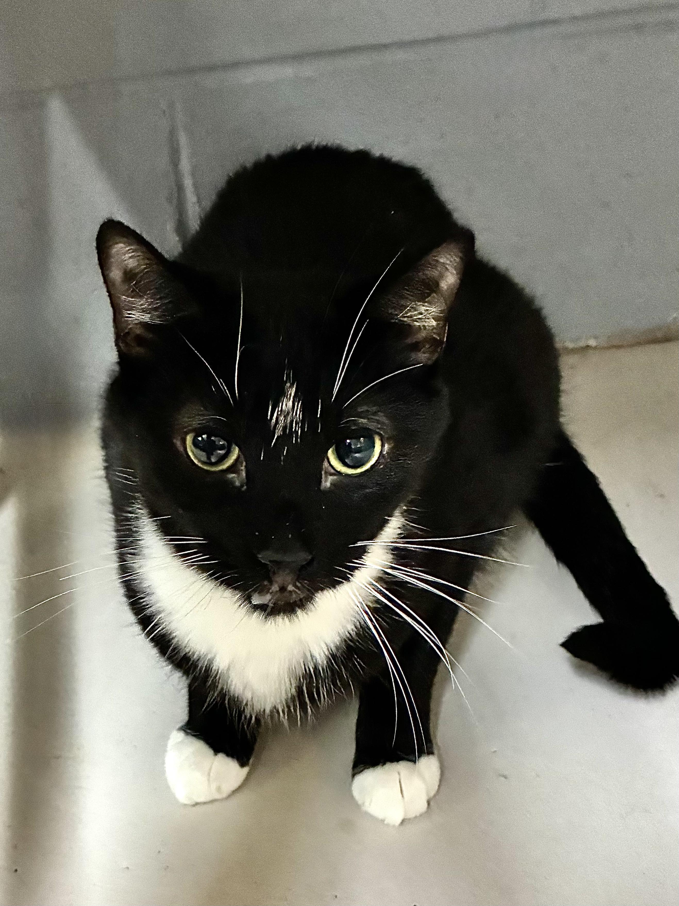 Enlarge Charlie, a Adoptable Domestic Short Hair in Emporia, VA image 2/2