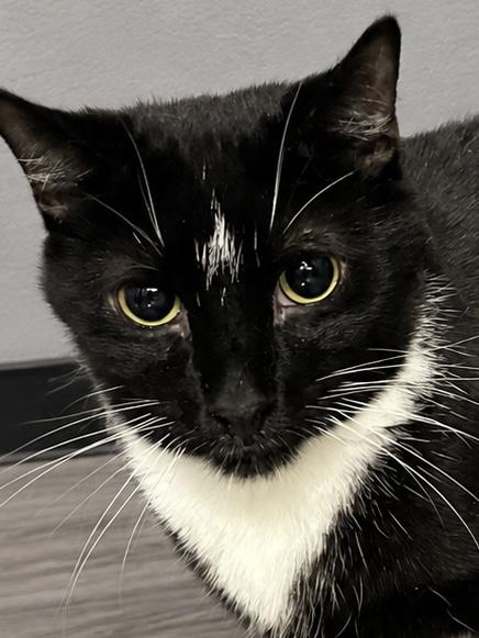 Charlie, Adoptable, Young Male Domestic Short Hair.