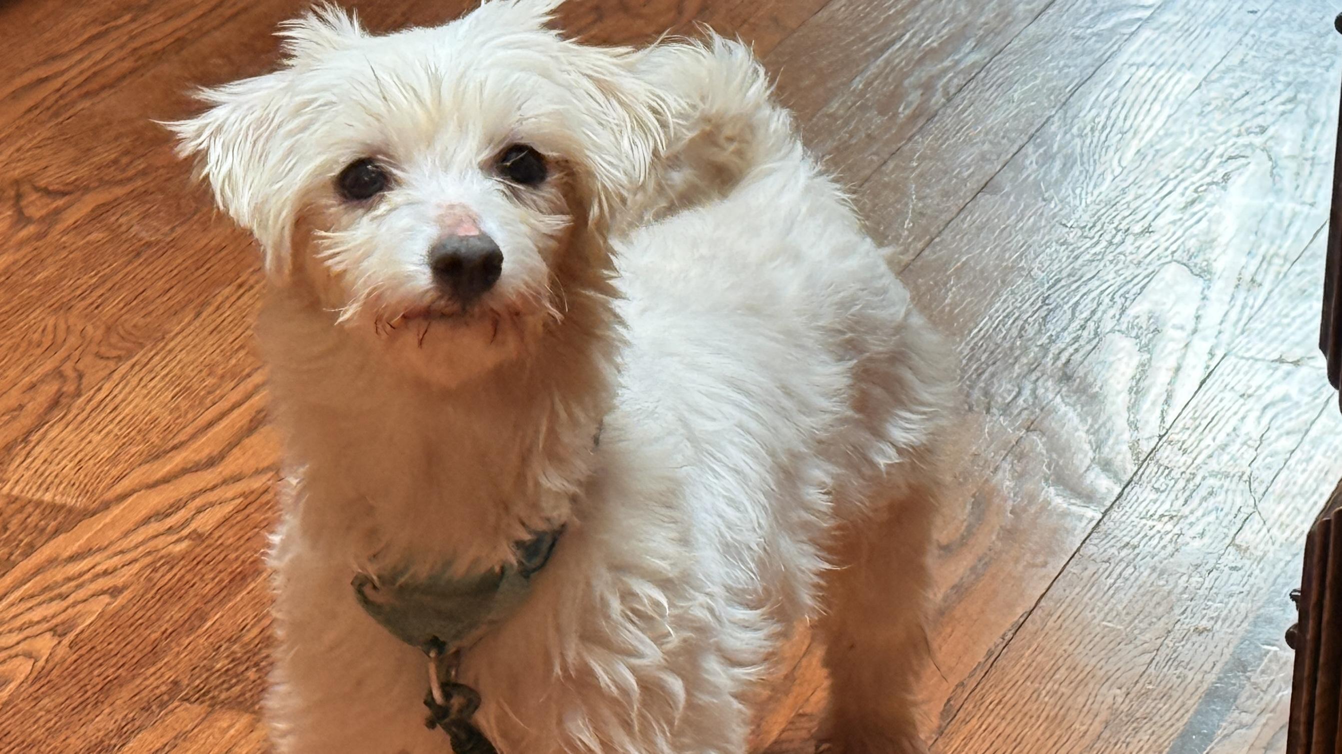 Enlarge Jewel, a Adoptable Maltese in Windsor, CO image 1/6