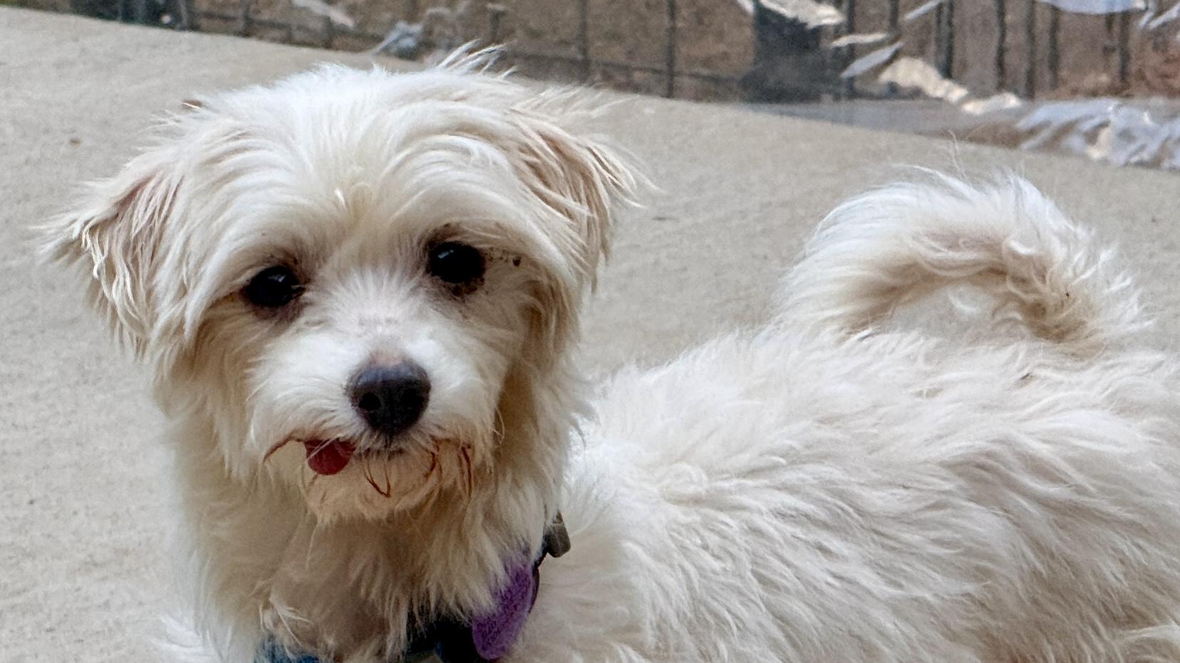 Enlarge Jewel, a Adoptable Maltese in Windsor, CO image 2/6