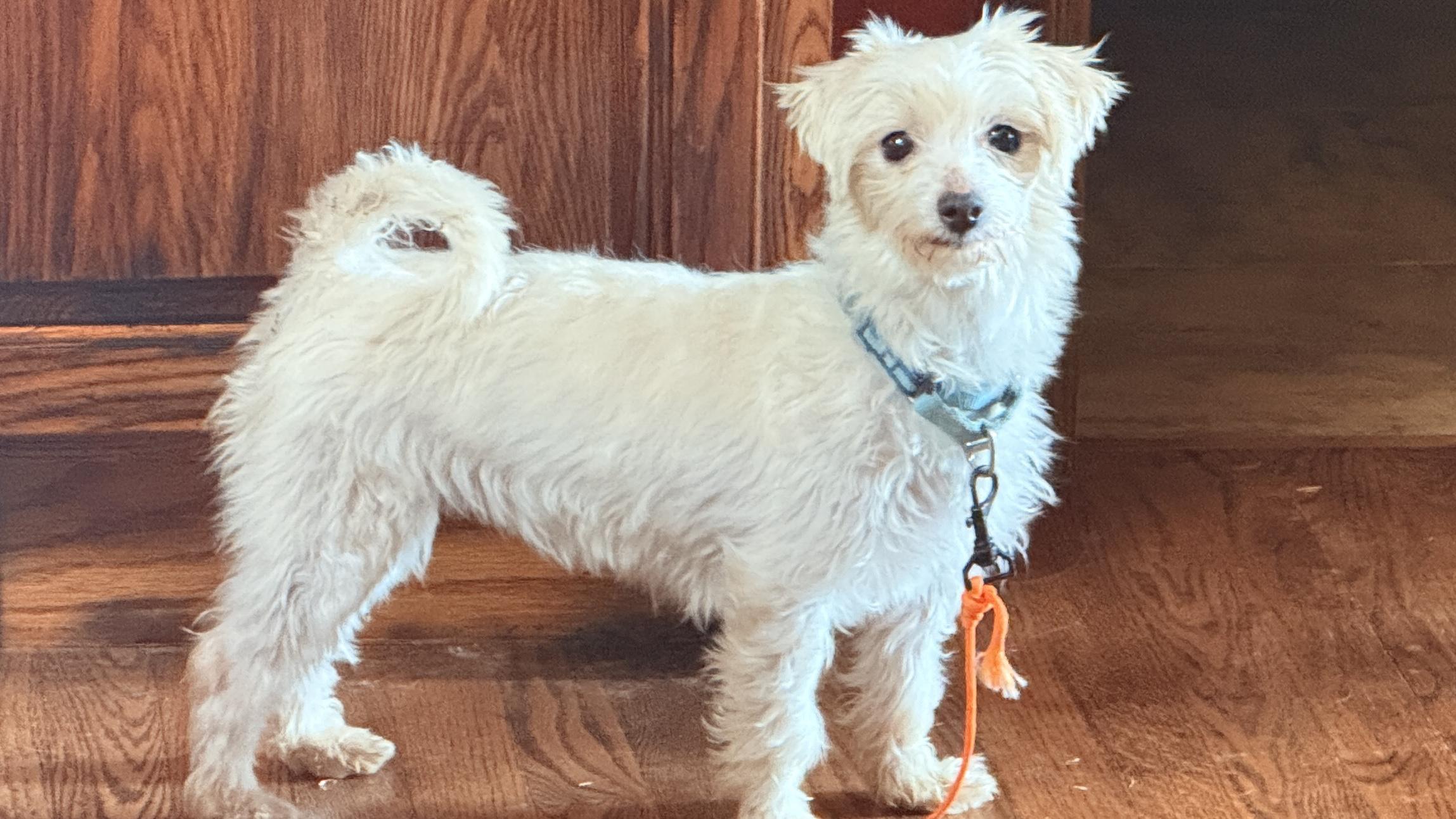 Enlarge Jewel, a Adoptable Maltese in Windsor, CO image 3/6