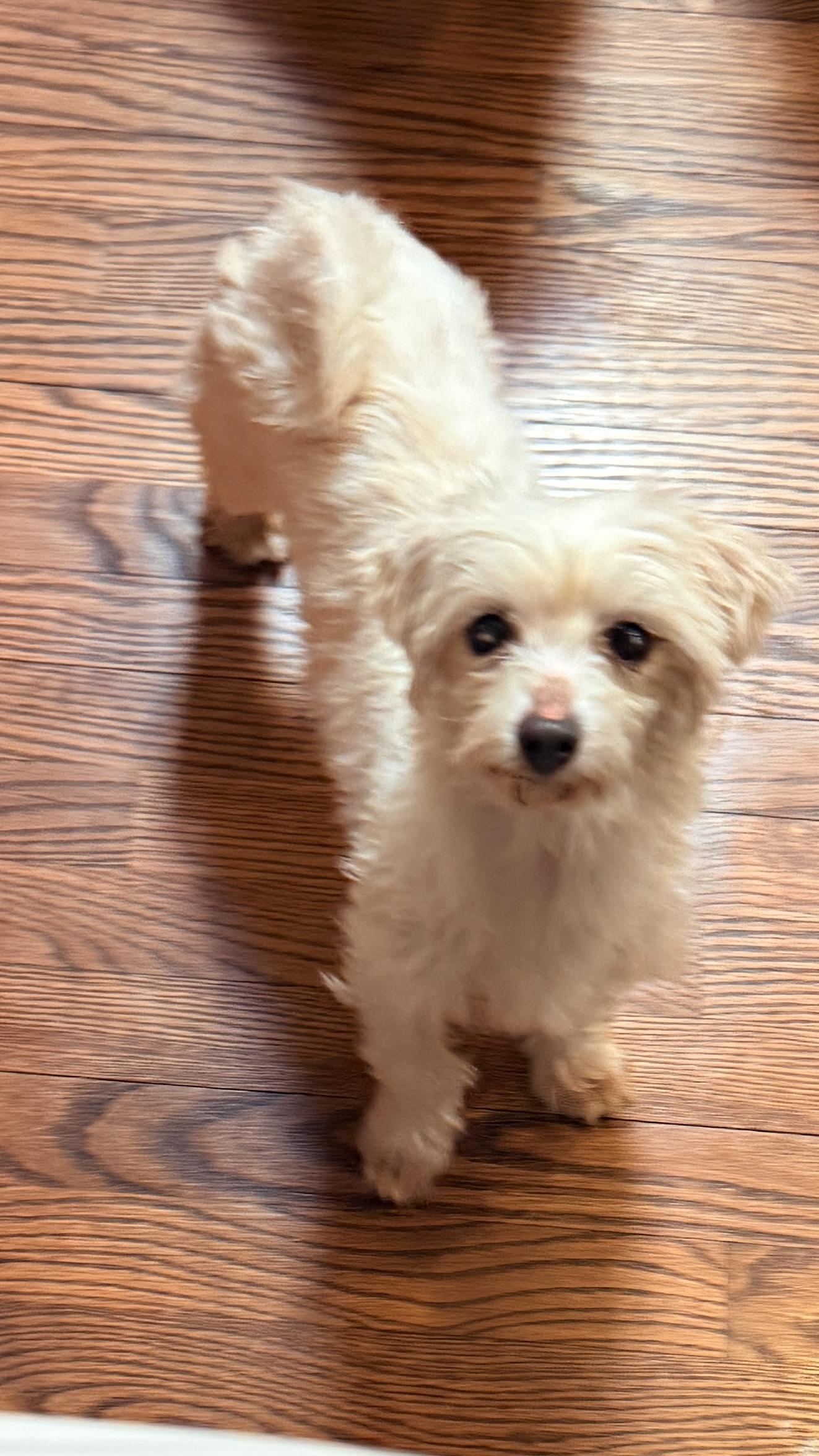 Enlarge Jewel, a Adoptable Maltese in Windsor, CO image 4/6