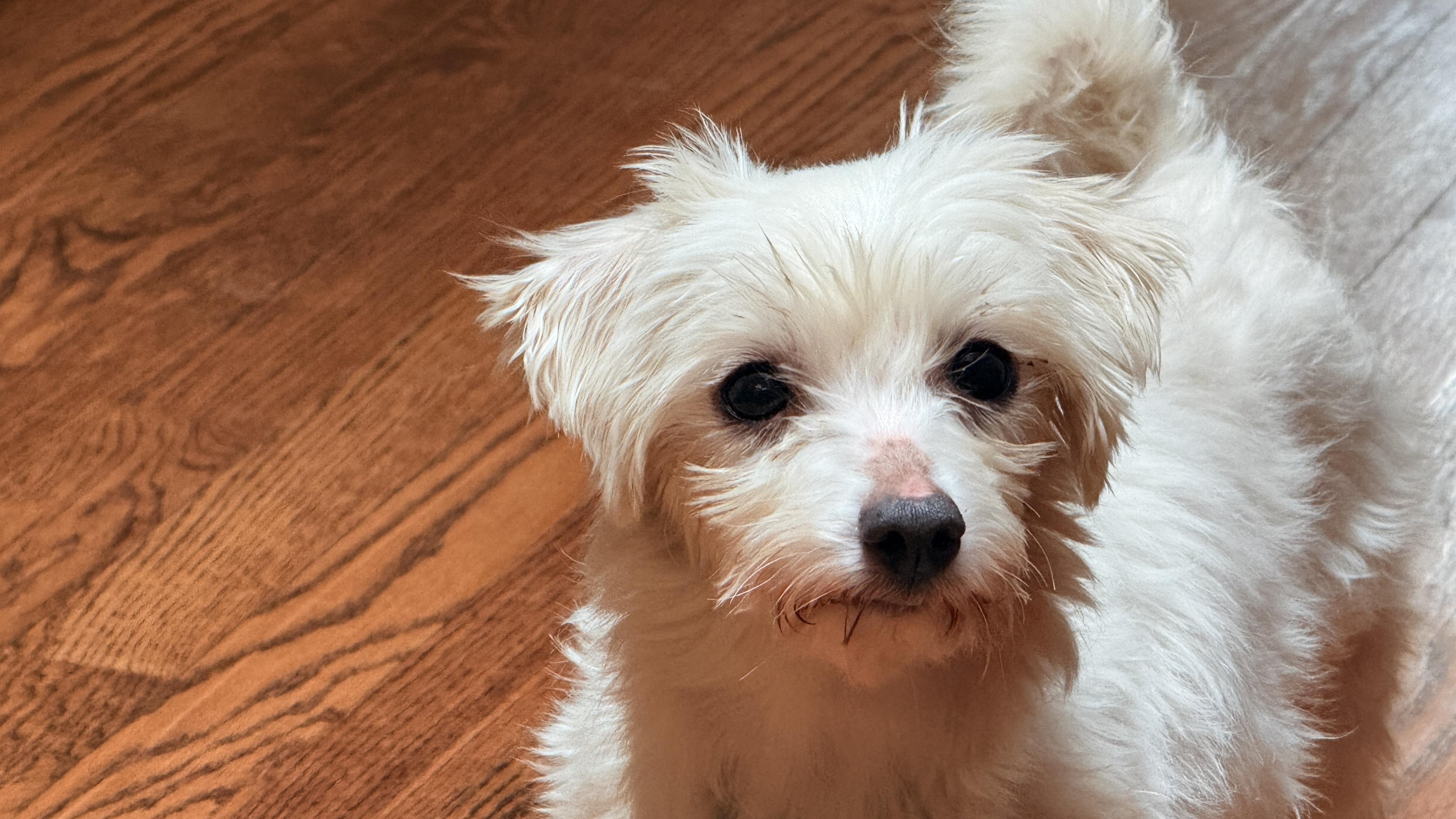 Enlarge Jewel, a Adoptable Maltese in Windsor, CO image 5/6