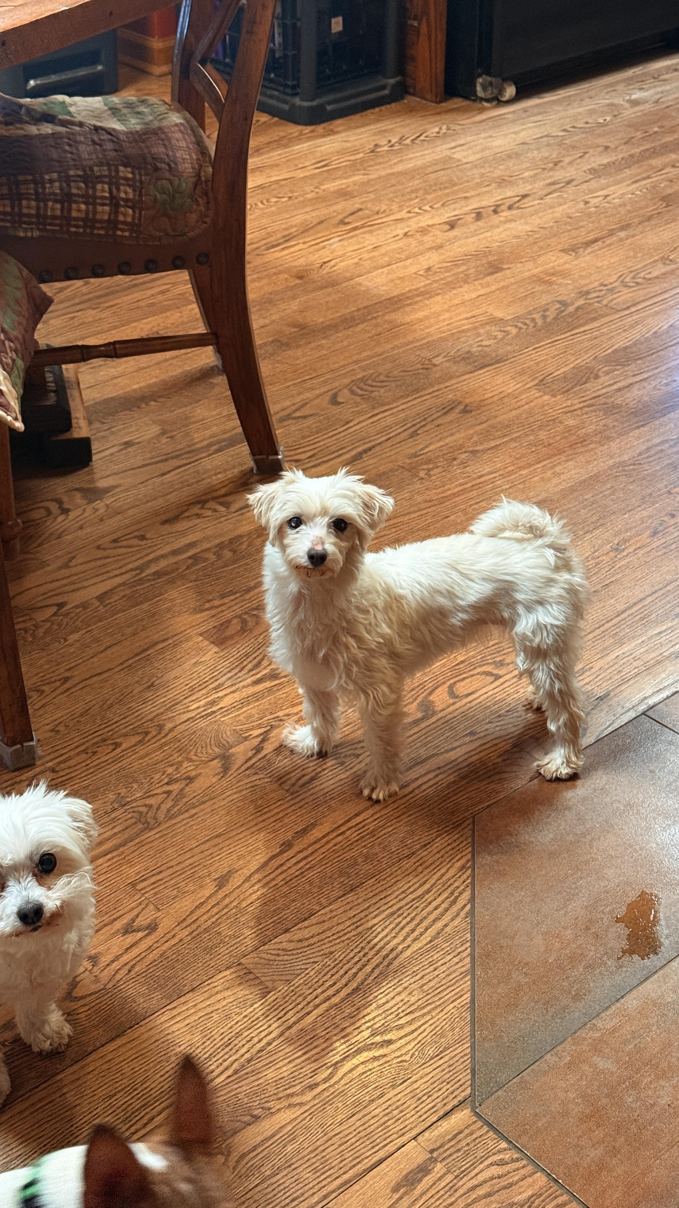 Enlarge Jewel, a Adoptable Maltese in Windsor, CO image 6/6