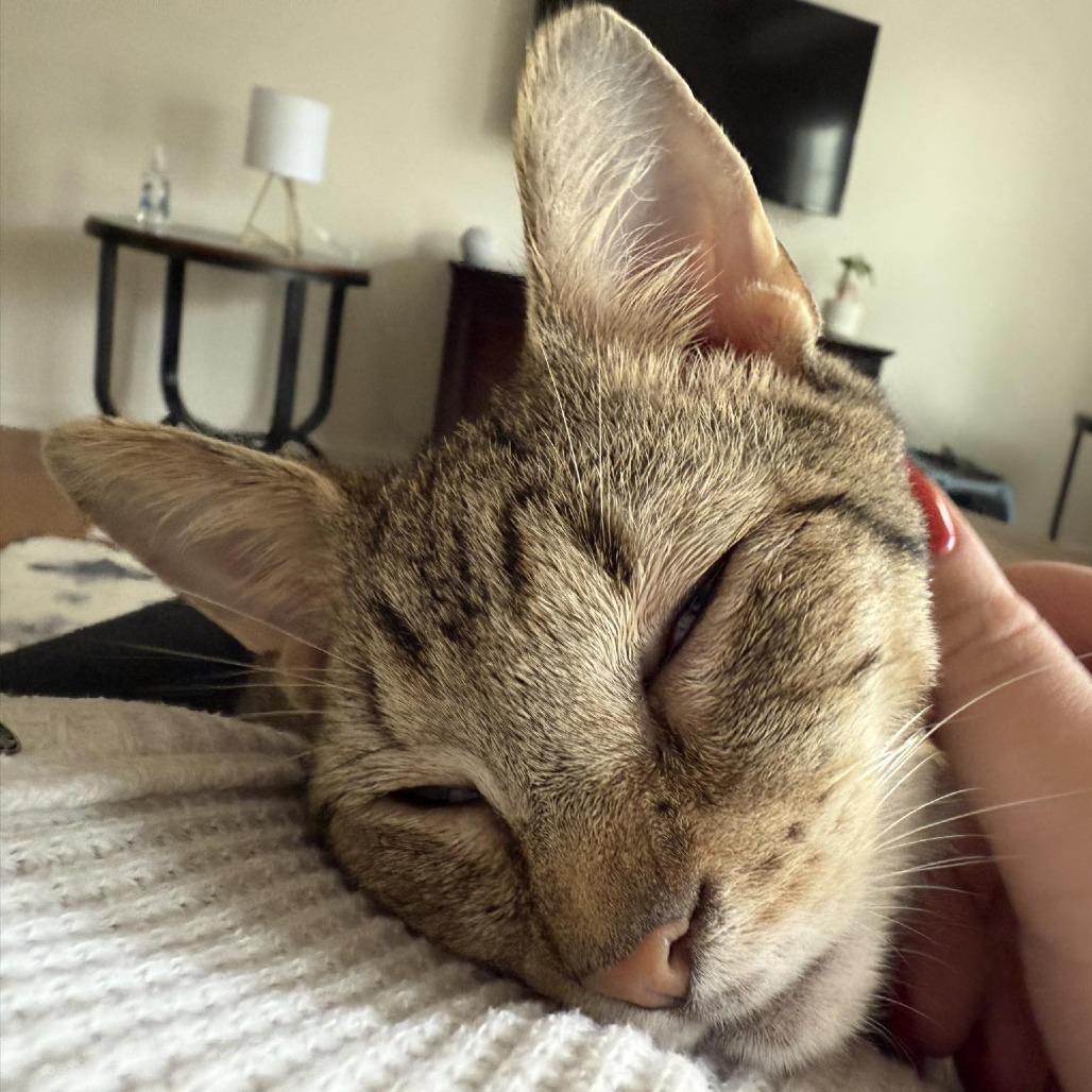 Boots, Adoptable, Young Male Domestic Short Hair.