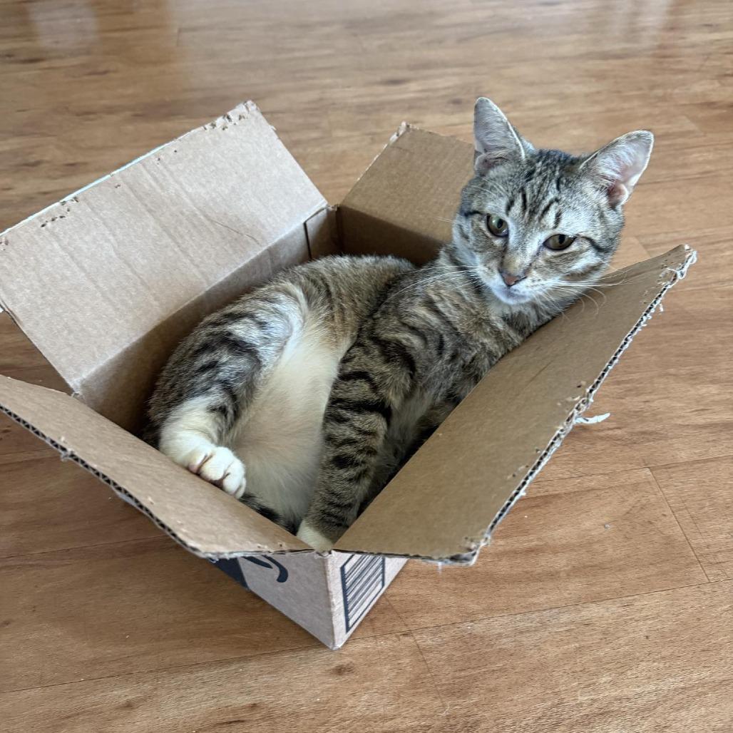 Enlarge Boots, a Adoptable Domestic Short Hair in Harrisonburg, VA image 2/6