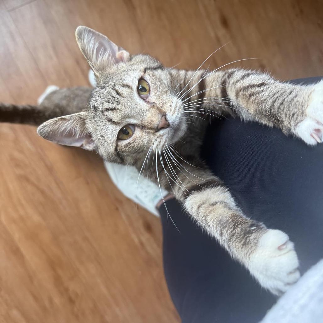 Enlarge Boots, a Adoptable Domestic Short Hair in Harrisonburg, VA image 3/6