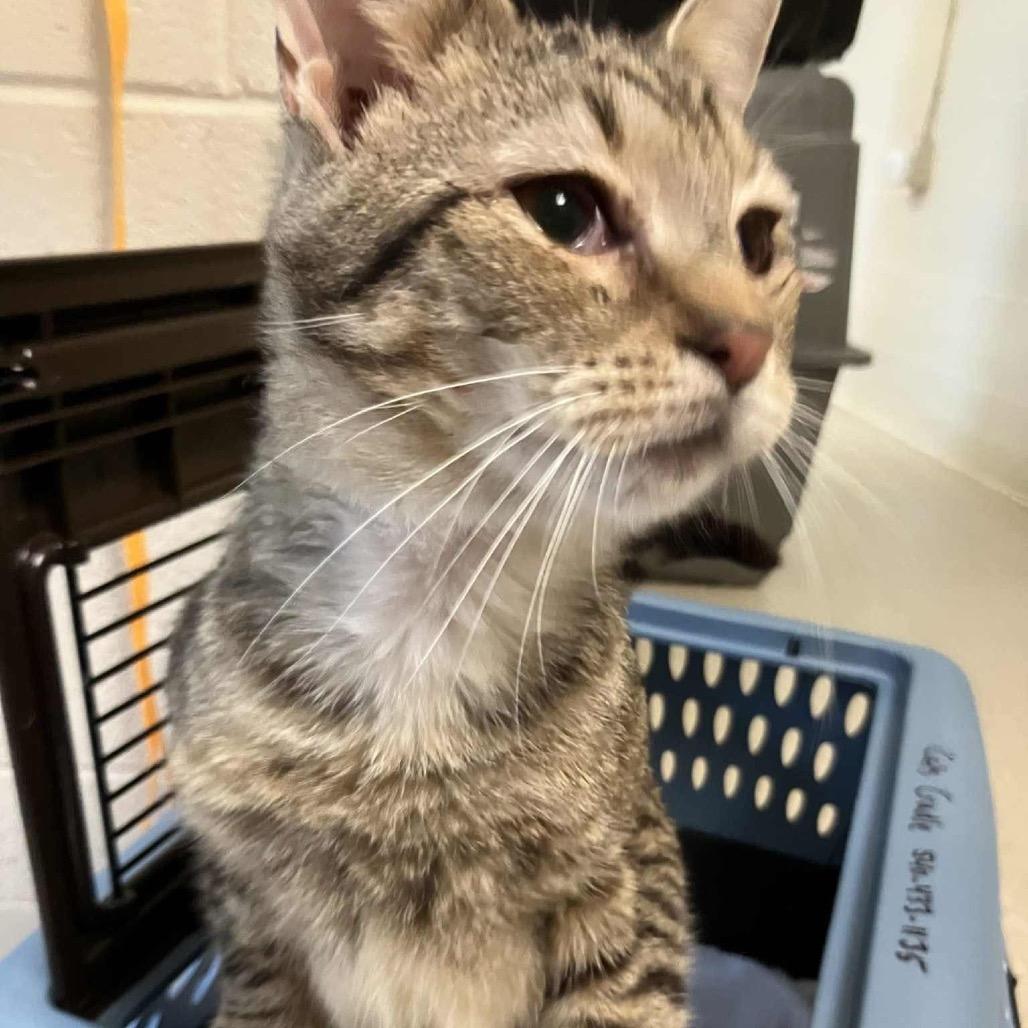 Enlarge Boots, a Adoptable Domestic Short Hair in Harrisonburg, VA image 5/6