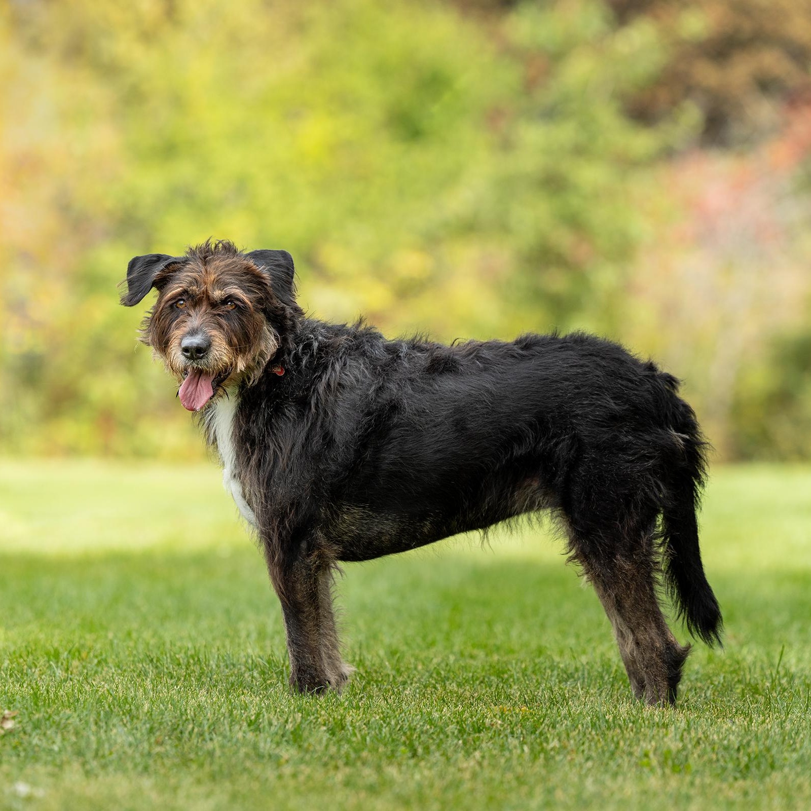 Enlarge Kika, a Adoptable mixed breed in Mississauga, ON image 4/6
