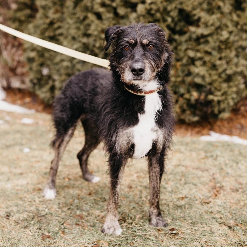 Enlarge Kika, a Adoptable mixed breed in Mississauga, ON image 3/6