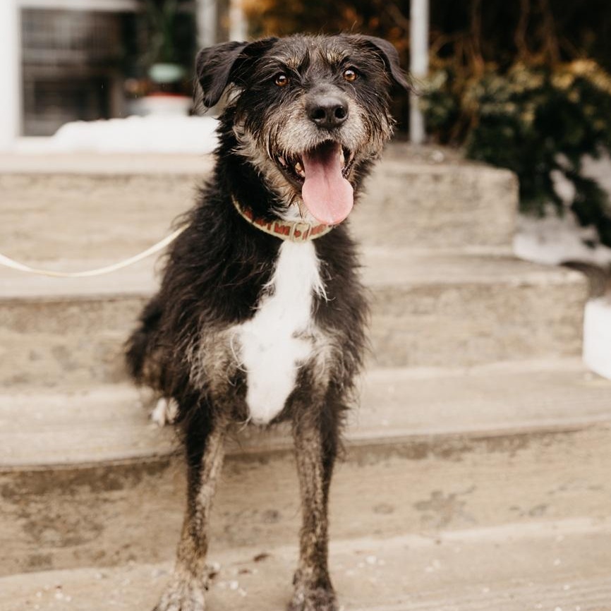 Enlarge Kika, a Adoptable mixed breed in Mississauga, ON image 1/6