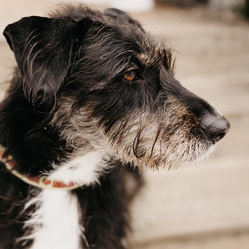 Enlarge Kika, a Adoptable mixed breed in Mississauga, ON image 5/6