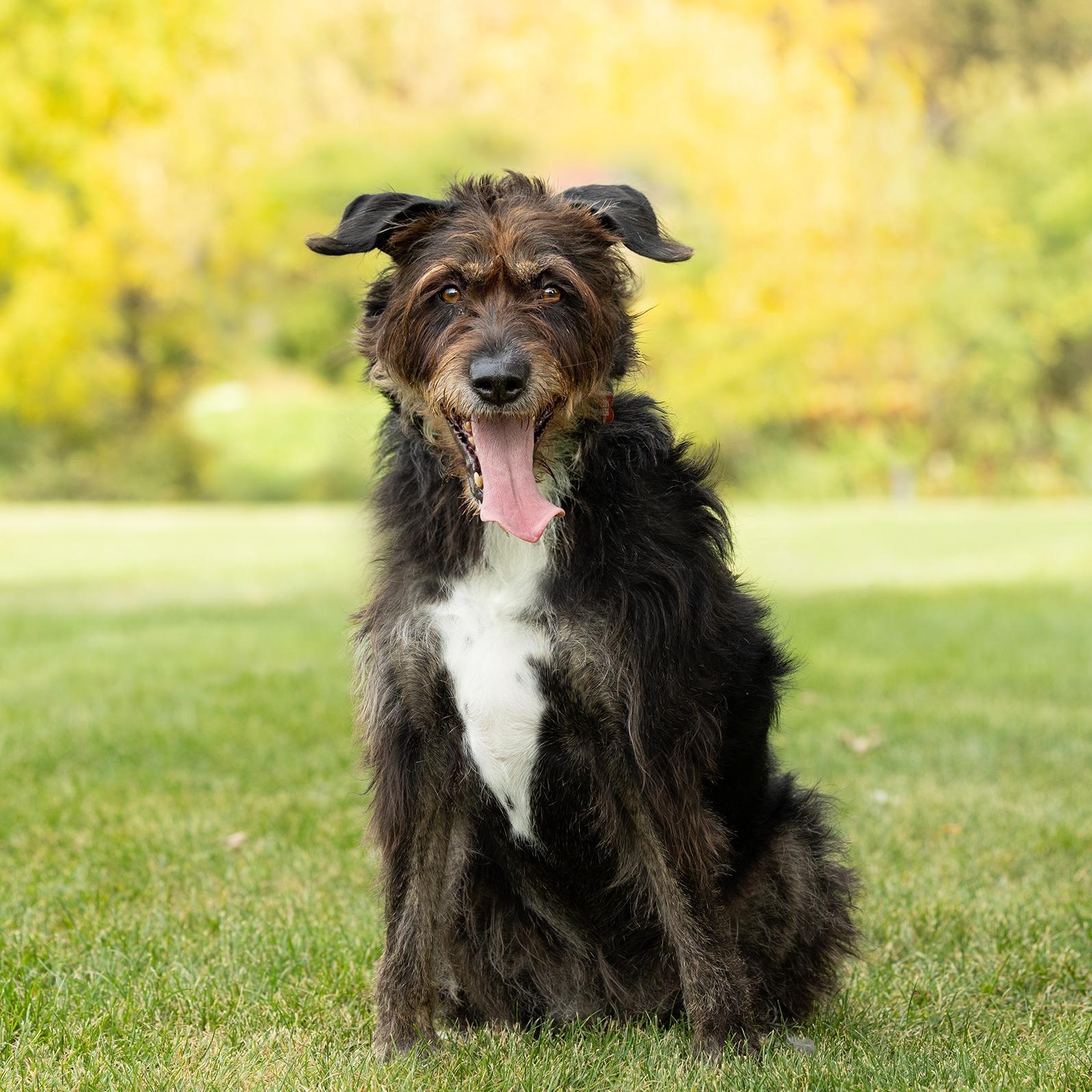 Enlarge Kika, a Adoptable mixed breed in Mississauga, ON image 6/6