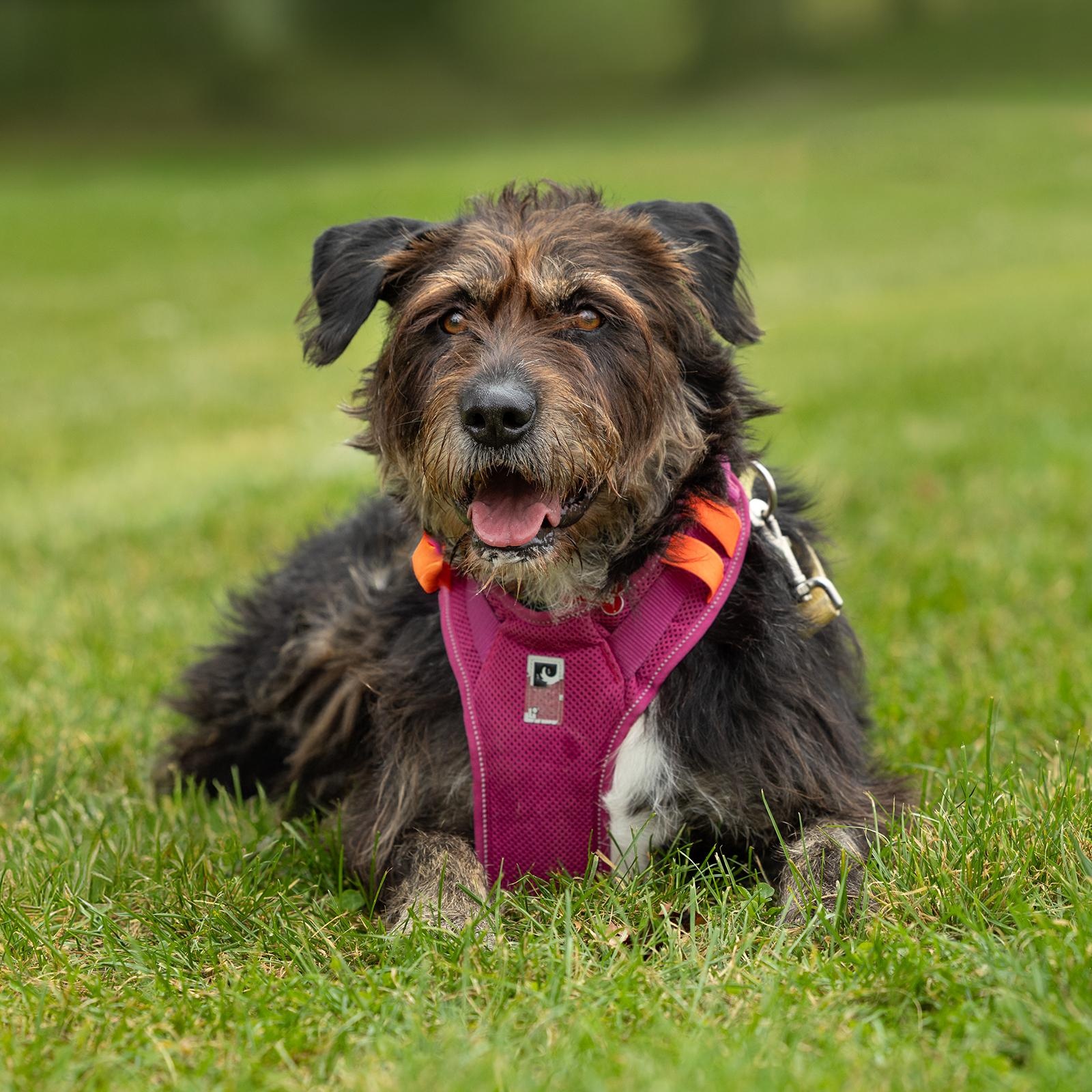 Enlarge Kika, a Adoptable mixed breed in Mississauga, ON image 2/6