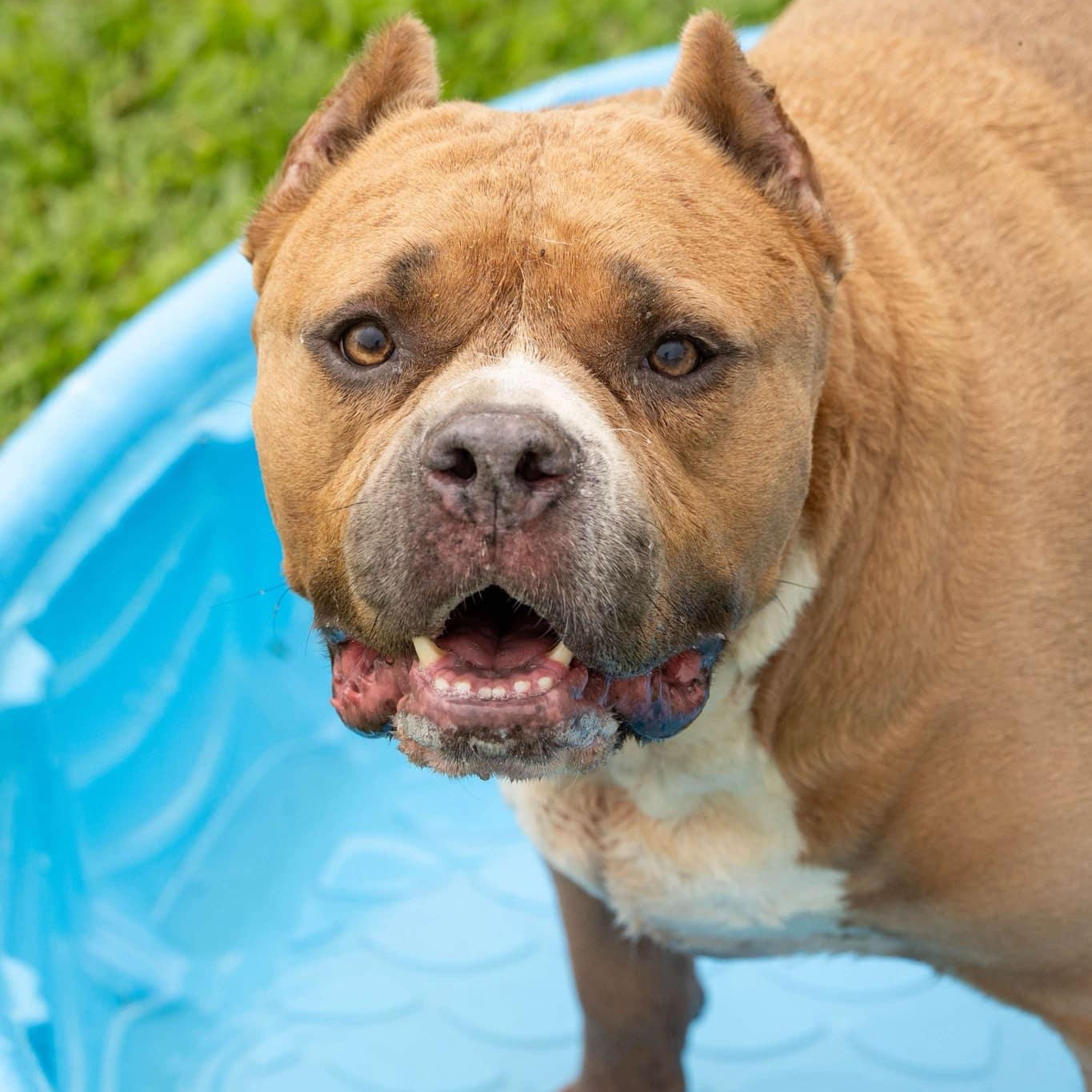 Enlarge Big Mike - in foster home, a Adoptable Mixed Breed in Myrtle Beach, SC image 6/6