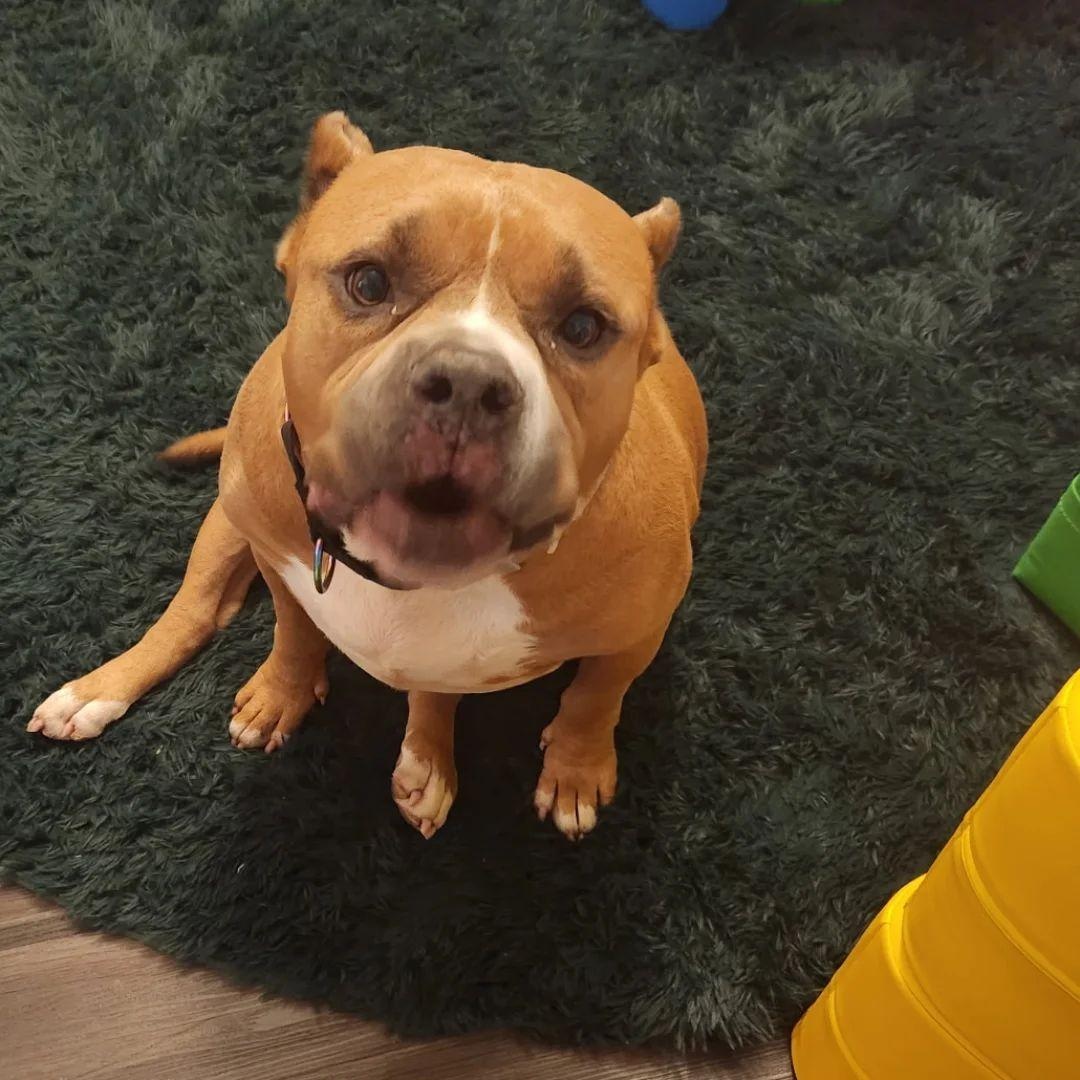Enlarge Big Mike - in foster home, a Adoptable Mixed Breed in Myrtle Beach, SC image 2/6