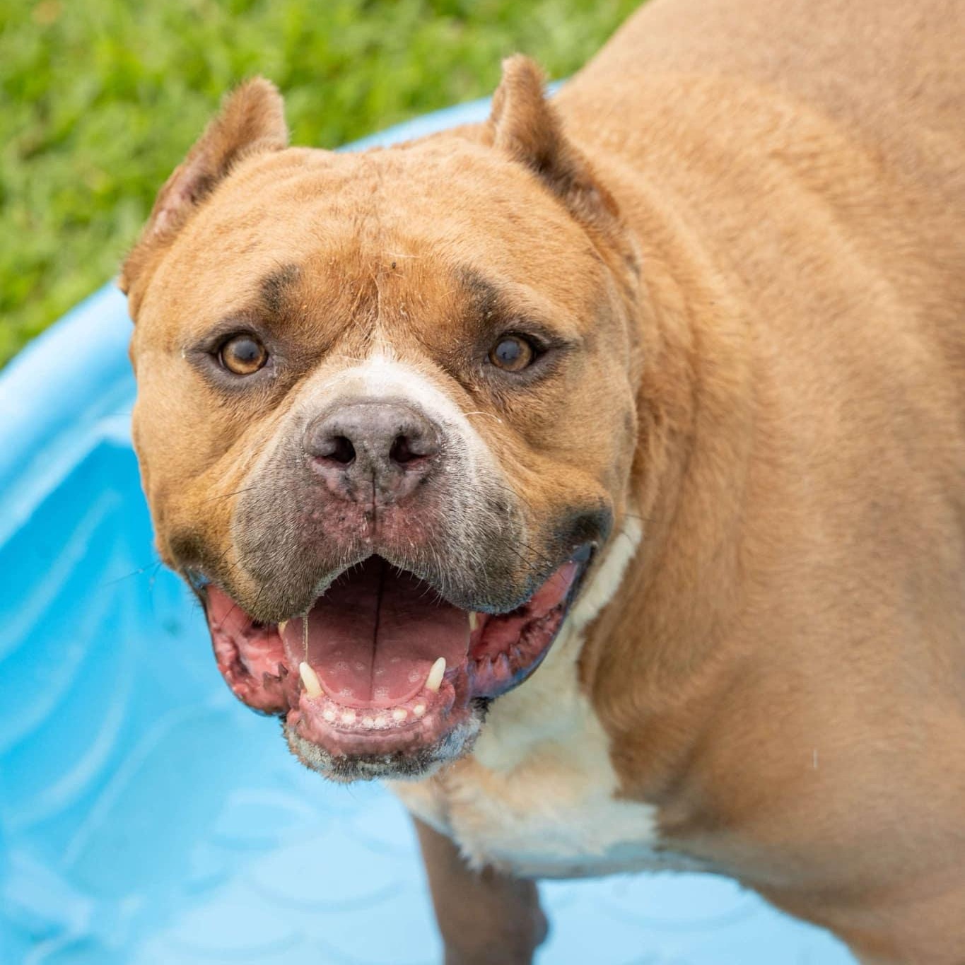 Enlarge Big Mike - in foster home, a Adoptable Mixed Breed in Myrtle Beach, SC image 3/6