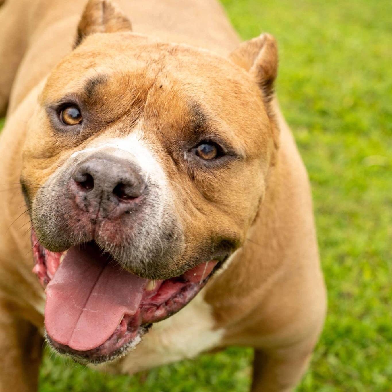 Enlarge Big Mike - in foster home, a Adoptable Mixed Breed in Myrtle Beach, SC image 4/6