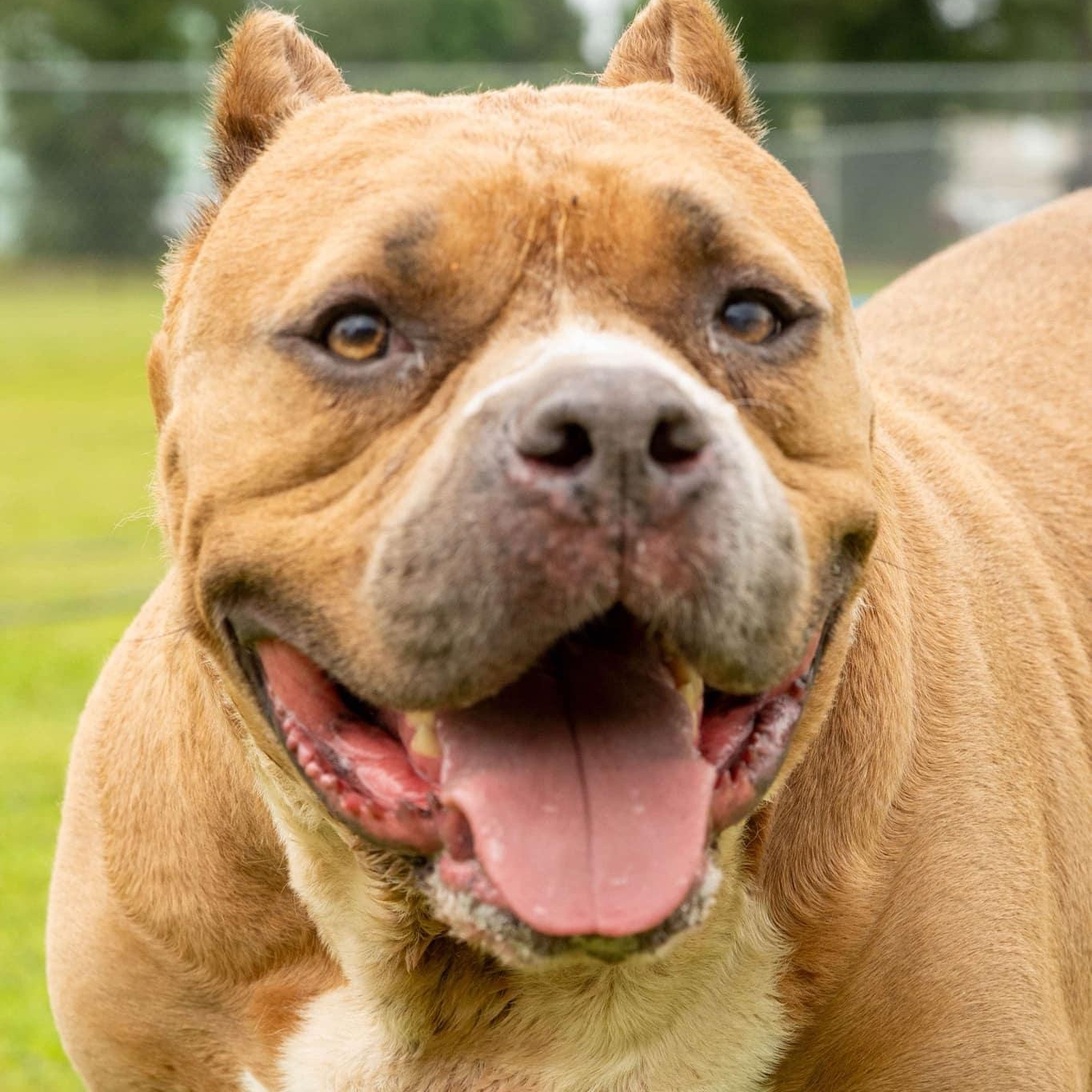 Big Mike, Adult Male Mixed Breed