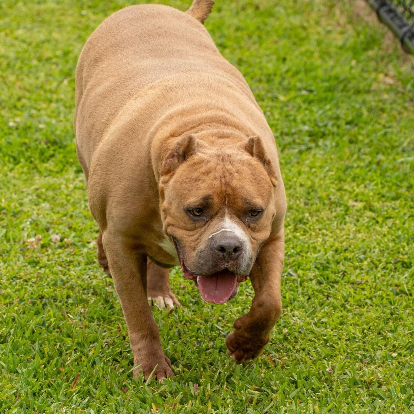 Enlarge Big Mike - in foster home, a Adoptable Mixed Breed in Myrtle Beach, SC image 5/6
