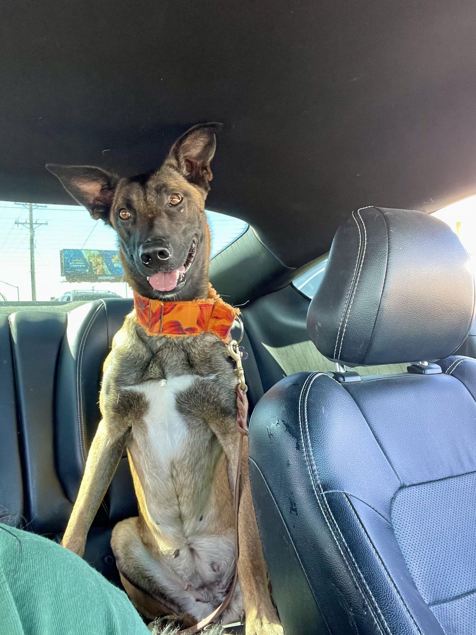 Enlarge Psycho, a Adoptable Belgian Shepherd / Malinois in El Centro, CA image 1/1