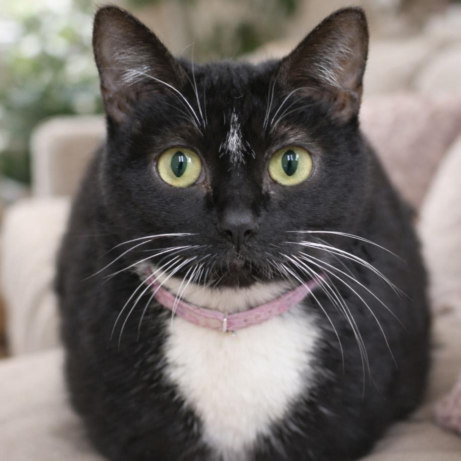 Enlarge Sashi, a ADOPTABLE Domestic Short Hair in Pontiac, MI image 1/1
