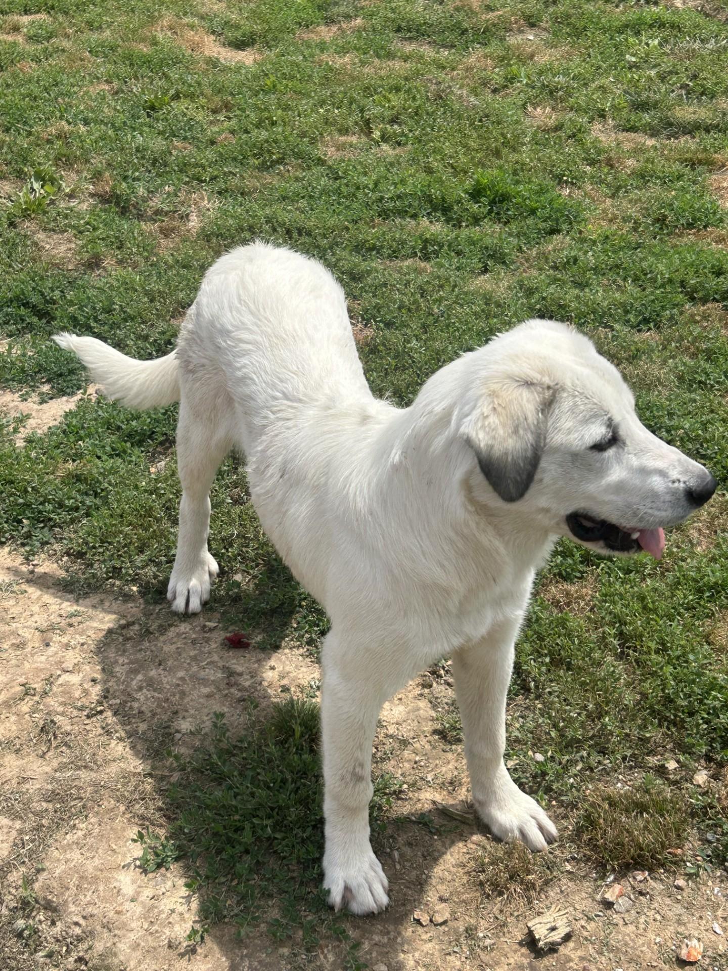 Enlarge Duchess, a ADOPTABLE mixed breed in Siloam Springs, AR image 3/5