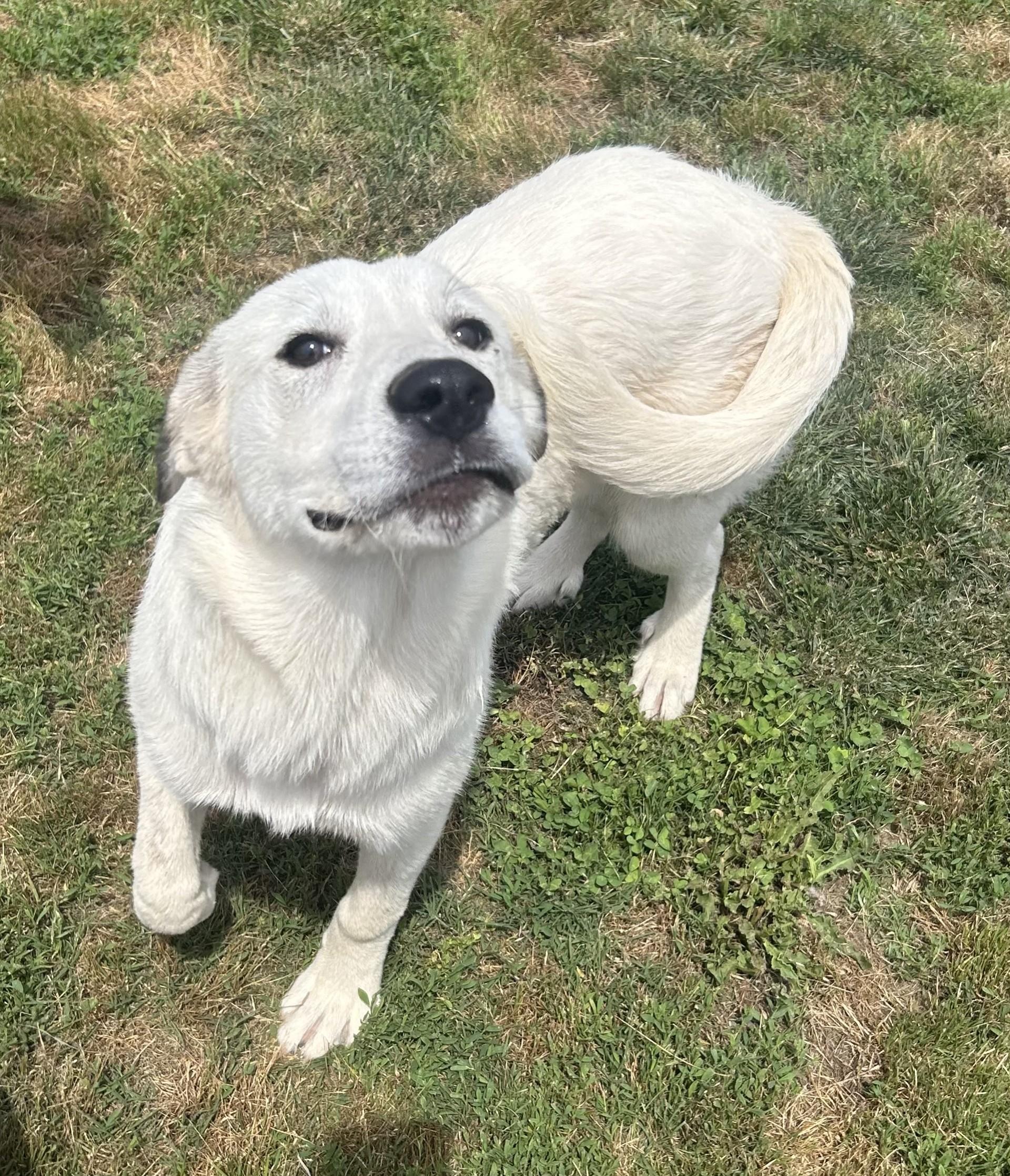 Duchess, ADOPTABLE, Young Female Great Pyrenees.