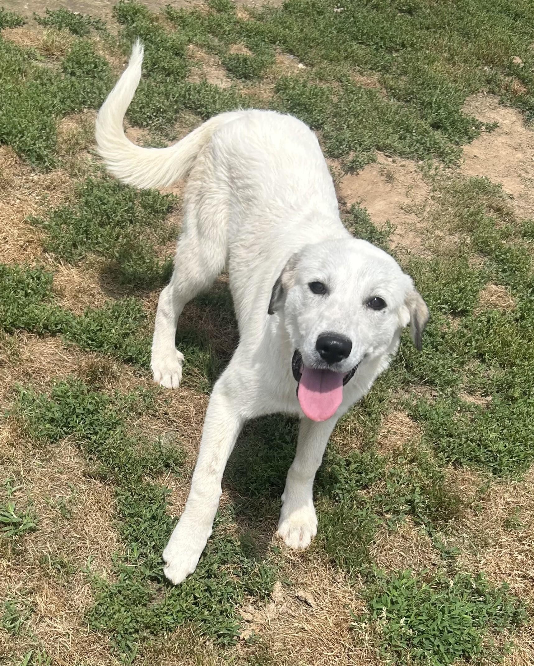 Enlarge Duchess, a ADOPTABLE mixed breed in Siloam Springs, AR image 4/5