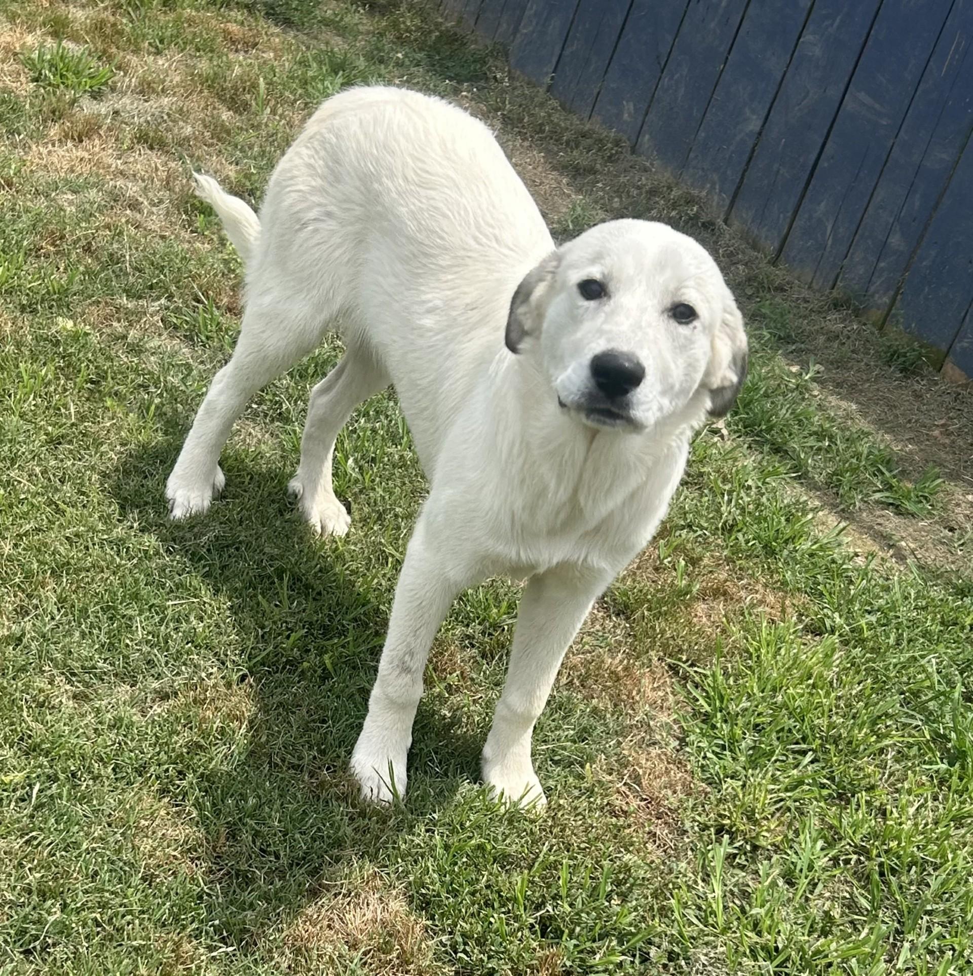 Enlarge Duchess, a ADOPTABLE mixed breed in Siloam Springs, AR image 5/5