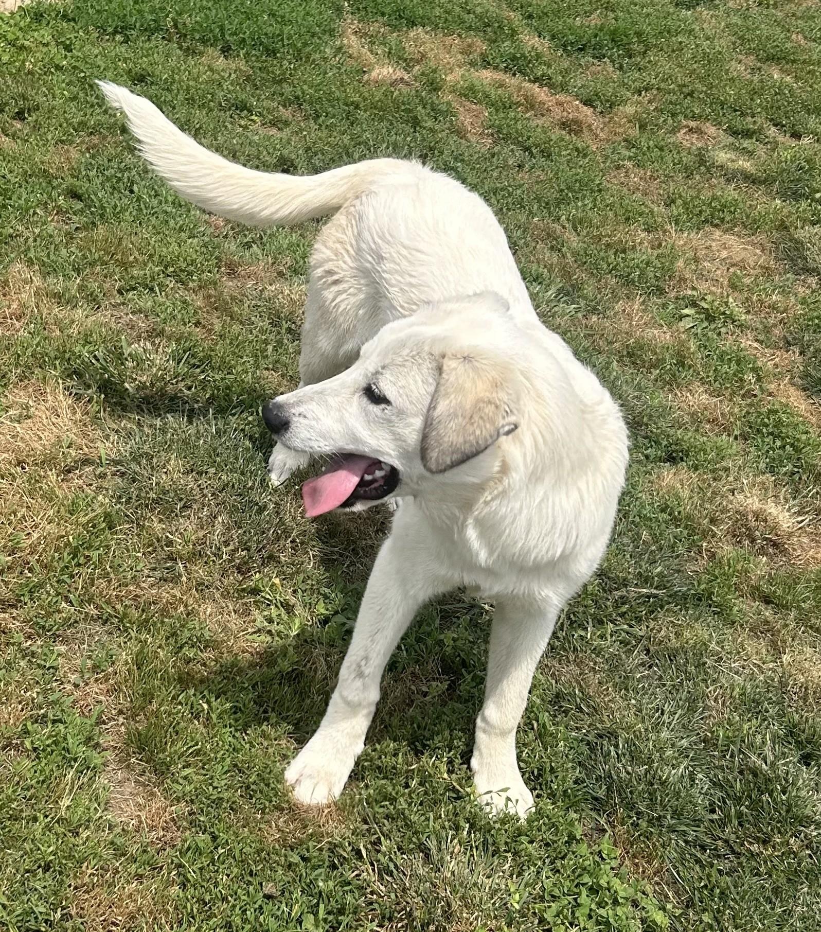 Enlarge Duchess, a ADOPTABLE mixed breed in Siloam Springs, AR image 2/5