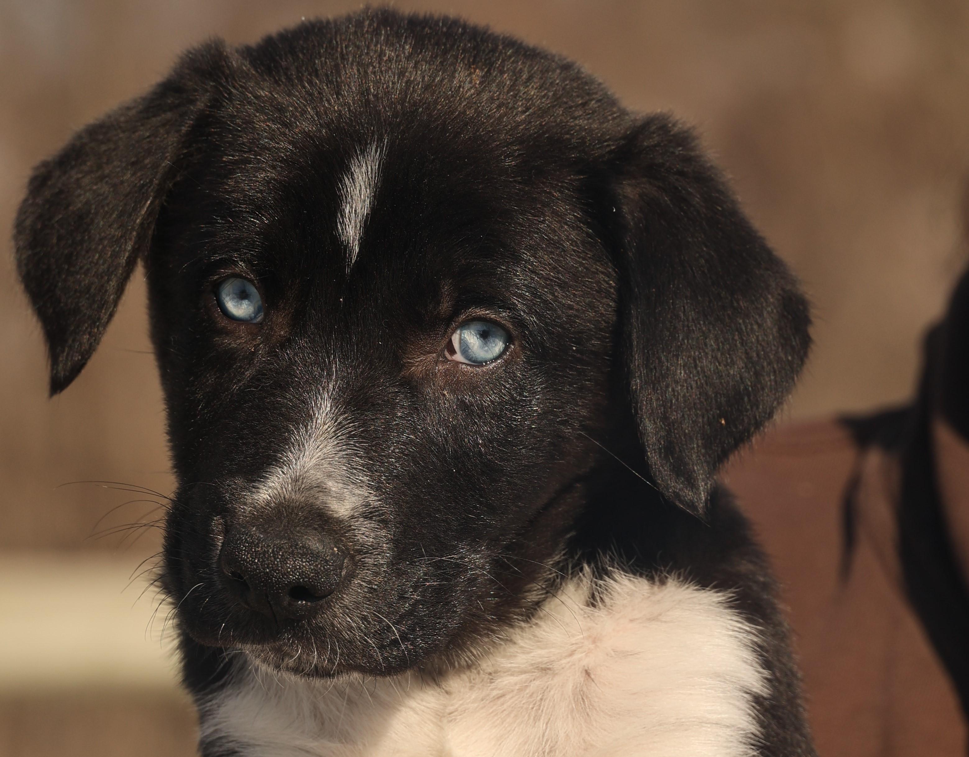 2026Gus, adopted, Puppy Male Border Collie & Husky.