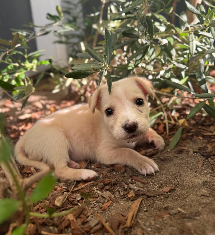 Persimmon, Adoptable, Young Female Cocker Spaniel.
