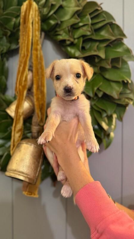 Enlarge Persimmon, a Adoptable Cocker Spaniel in Manhattan Beach, CA image 2/6